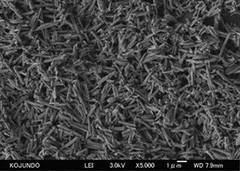 example of SEM observation of powders